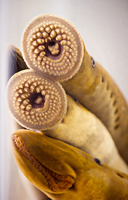 Sea Lampreys